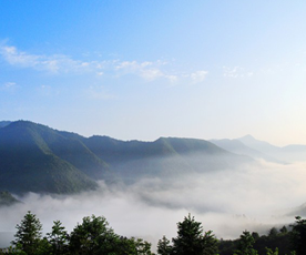 蓮花美景